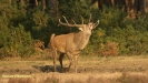 BRONSTIJD HOGE VELUWE 2017