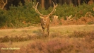 BRONSTIJD HOGE VELUWE 2017