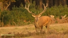 BRONSTIJD HOGE VELUWE 2017