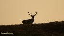 BRONSTIJD HOGE VELUWE 2018