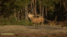 BRONSTIJD HOGE VELUWE 2017