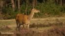 BRONSTIJD HOGE VELUWE 2017