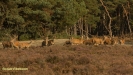 BRONSTIJD HOGE VELUWE 2017