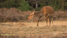 BRONSTIJD HOGE VELUWE 2017