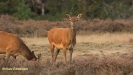 BRONSTIJD HOGE VELUWE 2017