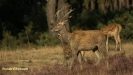 EDELHERT(JONGE BOK) 2016