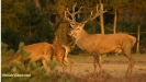 BRONSTIJD HOGE VELUWE 2017