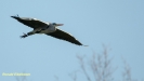 BLAUWE REIGER 2019