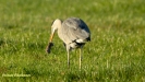 GROTE BLAUWE REIGER 2019