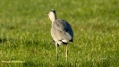 GROTE BLAUWE REIGER 2019