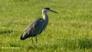 GROTE BLAUWE REIGER 2019